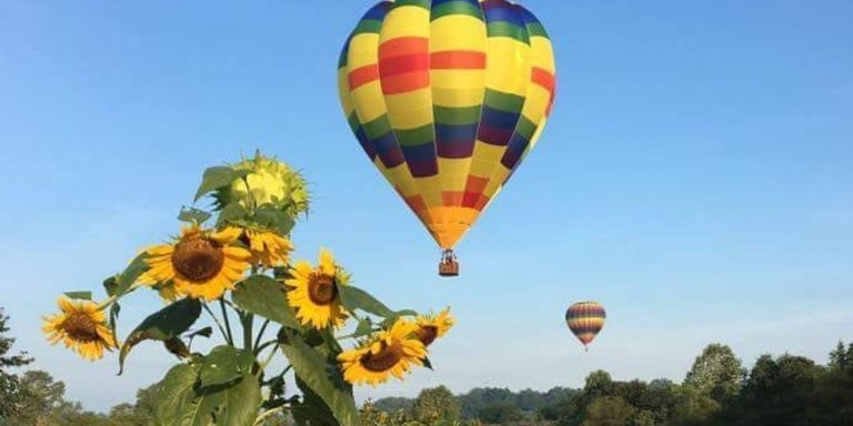Monticello-Country-Ballooning-sunflowers