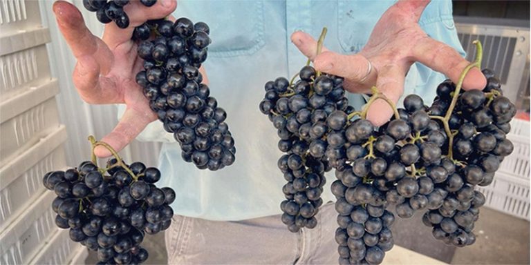 lovingcupwinery grapes